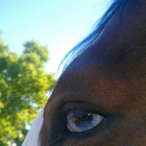 Meet your Posher, Crystal